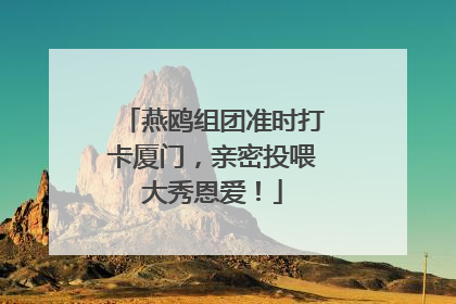 燕鸥组团准时打卡厦门，亲密投喂大秀恩爱！