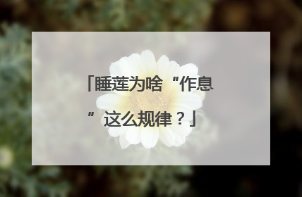 睡莲为啥“作息”这么规律？
