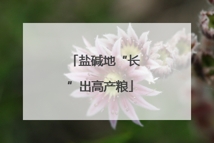 盐碱地“长”出高产粮