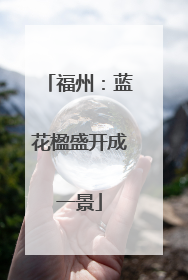 福州：蓝花楹盛开成一景
