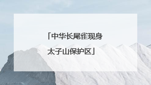 中华长尾雀现身太子山保护区