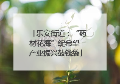 乐安街道：“药材花海”绽希望 产业振兴鼓钱袋