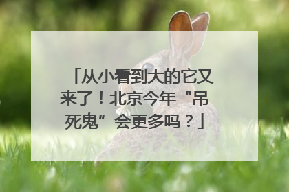从小看到大的它又来了！北京今年“吊死鬼”会更多吗？