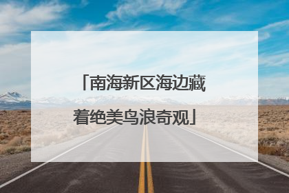 南海新区海边藏着绝美鸟浪奇观