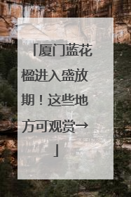 厦门蓝花楹进入盛放期！这些地方可观赏→