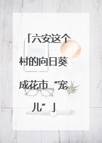 六安这个村的向日葵成花市“宠儿”