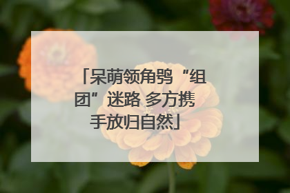 呆萌领角鸮“组团”迷路 多方携手放归自然
