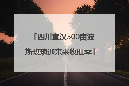 四川宣汉500亩波斯玫瑰迎来采收旺季