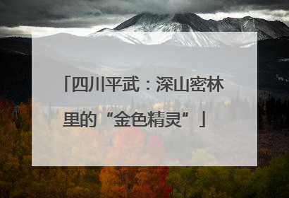 四川平武：深山密林里的“金色精灵”