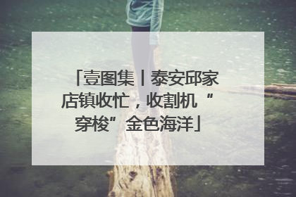壹图集丨泰安邱家店镇收忙，收割机“穿梭”金色海洋