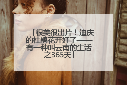 很美很出片！迪庆的杜鹃花开好了——有一种叫云南的生活之365天