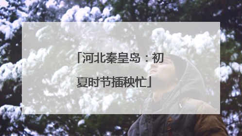 河北秦皇岛：初夏时节插秧忙