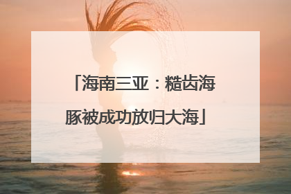 海南三亚：糙齿海豚被成功放归大海