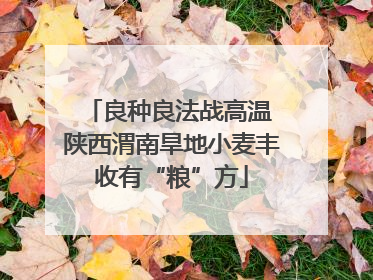 良种良法战高温 陕西渭南旱地小麦丰收有“粮”方