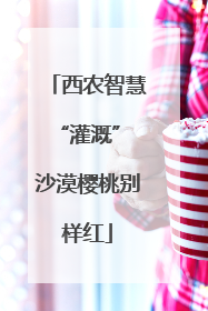 西农智慧“灌溉” 沙漠樱桃别样红