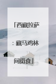 西藏拉萨：藏马鸡林间觅食