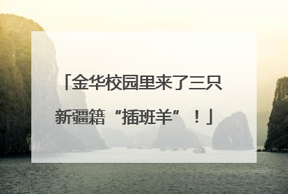 金华校园里来了三只新疆籍“插班羊”！