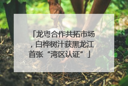 龙粤合作共拓市场，白桦树汁获黑龙江首张“湾区认证”