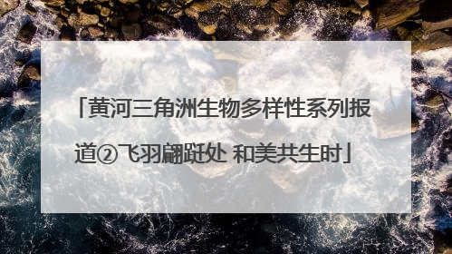 黄河三角洲生物多样性系列报道②飞羽翩跹处 和美共生时