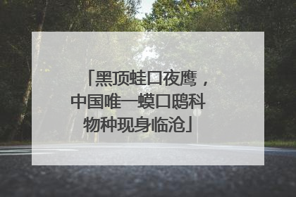 黑顶蛙口夜鹰，中国唯一蟆口鸱科物种现身临沧